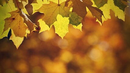Autumn background. Beautiful colorful leaves of trees in nature. Autumn time.