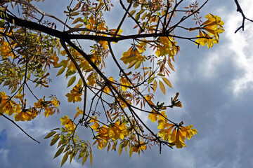 Golden trumpet tree or Yellow ipe tree (Handroanthus chrysotrichus), Rio de Janeiro, Brazil