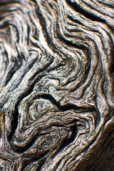 Georgia | Driftwood Beach | Jekyll Island | Vertical