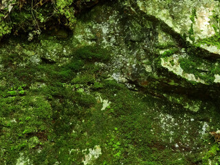 苔が着生した岩肌