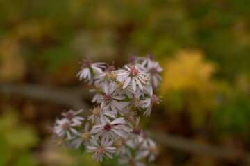 Great Masterwort Flower | Herbaceous Perennial