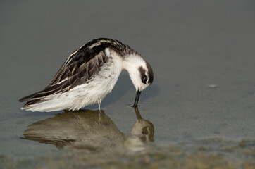 Red-necked phalarope taking water to preen at Asker Marsh, Bahrain