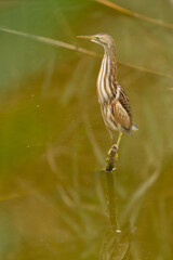 Avetorillo común (Ixobrychus minutus), posado sobre la rama cerca del agua. 