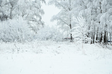 Trees with snow in winter park