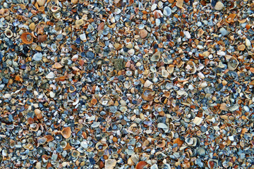 Arena de playa con restos de conchas marinas. Fondo de textura tosca y oscura.