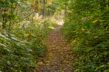 Obraz premium A narrow footpath (walking way) in a densely overgrown deciduous forest in autumn, leaves lying on the forest floor and in the grass, autumn wallpaper