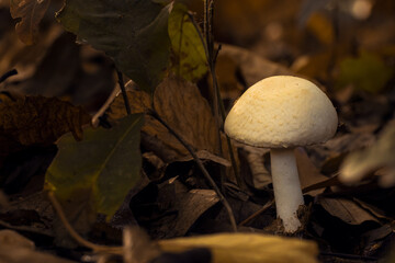 Pilze im Herbst