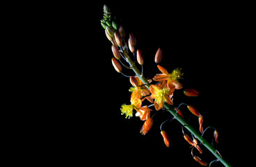 Bulbine frutescens flower plant native to southern Africa