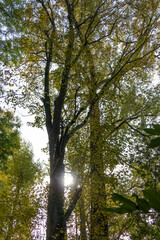 Treetops in a dense deciduous forest in autumn with yellow, green and orange leaves in the sunshine, autumn background wallpaper