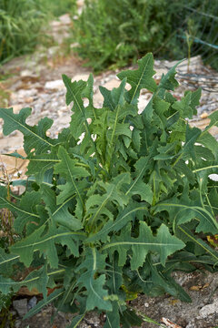 Lactuca serriola