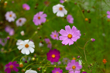 Close-up photo of colored summer flowers