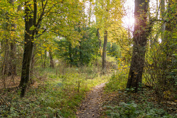 A narrow footpath (walking way) in a densely overgrown deciduous forest in autumn, leaves lying on...