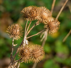 The fruits of Arctium lappa / greater burdock, close-up of a plant with pointed spines in sunlight