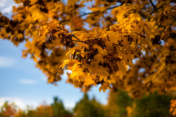 Fall Leaves and Farm Equipment