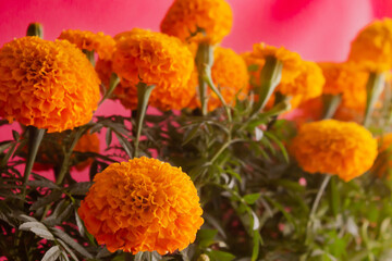 Flores naturales de cempasúchil en fondo color rosa mexicano
