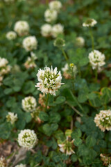 Trifolium repens
