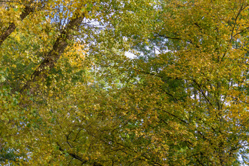 Obraz premium Treetops in a dense deciduous forest in autumn with yellow, green and orange leaves in the sunshine, autumn background wallpaper
