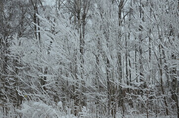 Trees with snow in winter park