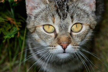 Portrait of a gray domestic cat.