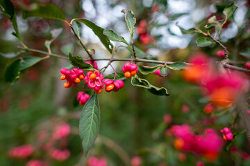 Pfaffenhütchen Beeren rosa
