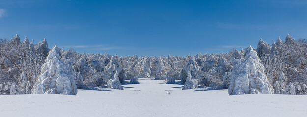 wide winter pine forest glade in a snow, winter natural background