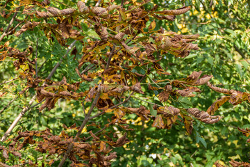 Brown autumn leaves of a deciduous tree in the foreground, behind it you can still see green leaves of the forest