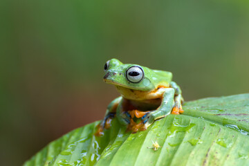 Green tree flying frog perched on banana tree