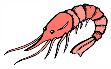 shrimp, prawn, seafood, colorful sketch, drawing, red color