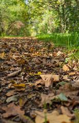 Close-up of fallen leaves at a roadside, brown and orange autumn leaves on a walking path