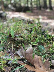 grass in the forest