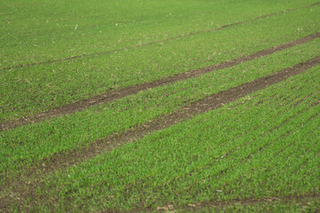 Tractor tracks on a field for agriculture, field with small green plants in autumn