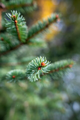 Naklejka na ściany i meble Zweig einer Fichte mit frischen grünen Nadeln und Knospen mit unscharfem Hintergrund weihnachtlich