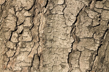 close-up of tree bark texture in natural light