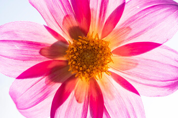 Closeup of a beautiful flower in summer