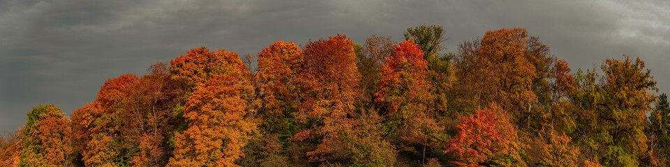 Panorama herbstlich gefärbte Baumkronen