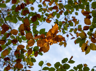 Autumn leaves in the sun