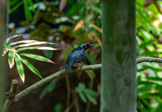 Tropical bird