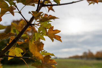 herbstlich gefärbte Ahorn Blätter am Baum