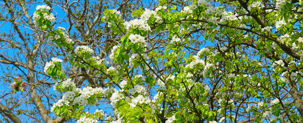 Wild pear tree flowers in front of sky. Wide photo.