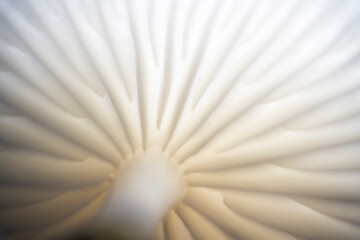 Porcelain Fungus,  Oudemansiella mucida - a very nice mushroom