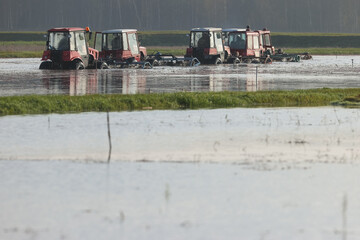 Tractors threshed the bushes of cranberries during a harvest at the farm