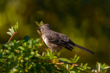 Obraz premium Close up isolated image of a northern mockingbird (Mimus polyglottos) perching on a tree branch. These white bellied gray bird is native to North America. It has impressive mimicking ability.