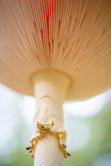 Fly Agaric,  Amanita muscaria - a very nice mushroom