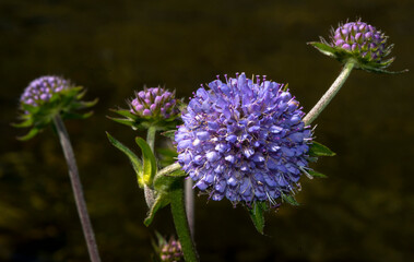 Fleur montagnarde à Mérens-les-Vals, France