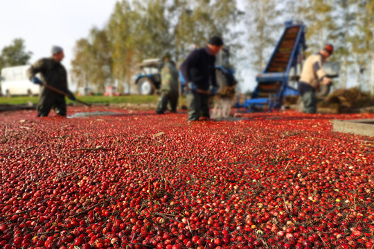 The cranberry harvesting in the industrial way on the farm