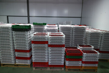 Collected cranberries in plastic boxes are in storage