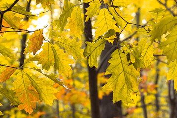 Herbst Blätter, Indian Summer