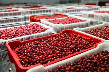 Collected cranberries in plastic boxes are in storage