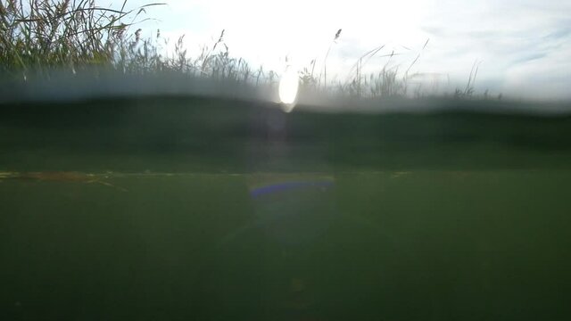 Splitted view above and under of the river with reed coast