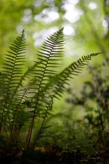 Fougère forêt